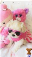 maltese puppy posted by TINY PUPPIES
